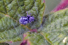 Common Mesh Weaver [Dictyna arundinacea]