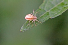 Running Crab Spider [Philodromus albidus]