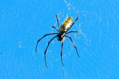 Red-legged Golden Orb-web Spider [Trichonephila inaurata madagascariensis]