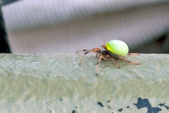 Green-pea Spider [Araneus apricus]