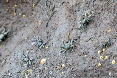 Red Rock Crab [Grapsus grapsus]