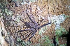 ARTHROPODS