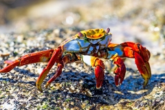 Red Rock Crab [Grapsus grapsus]