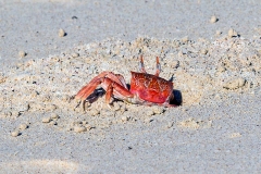 Painted Ghost Crab [Ocypode gaudichaudii]