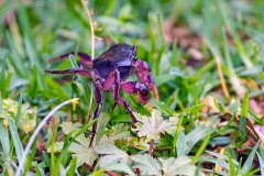 African freshwater crab [Potamonautes sp.]