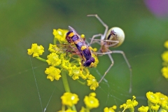 Common Candy-striped Spider [Enoplognatha ovata ?]