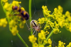 Common Candy-striped Spider [Enoplognatha ovata]