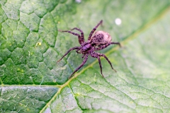 Spotted Wolf Spider [Pardosa amentata]