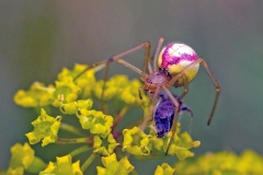 Common Candy-striped Spider [Enoplognatha ovata ?]