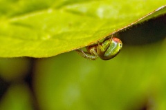 Cucumber Green Spider [Araniella cucurbitina]