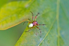 Cucumber Green Spider [Araniella cucurbitina]