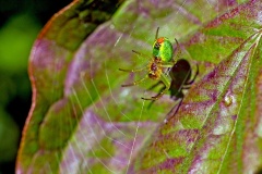 Cucumber Green Spider [Araniella cucurbitina]