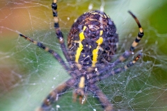 Wasp Spider [Argiope bruennichi]