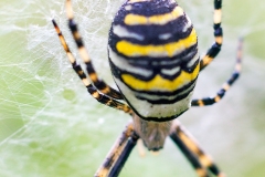 Wasp Spider [Argiope bruennichi]
