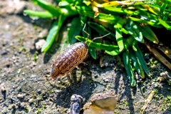 Common Striped Woodlouse [Philoscia muscorum]