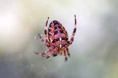 European Garden Spider [Araneus diadematus]