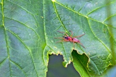 leafcurling sac spider [Clubiona lutescens]