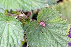 Common Harvestman [Phalangium opilio]