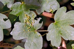 Field Maple Gall Mite [Aceria myriadeum]