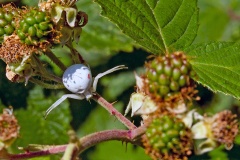 Flower Crab Spider [Misumena vatia]