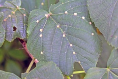 Lime Gall Mite [Eriophyes exilis]