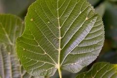 Lime Gall Mite [Eriophyes exilis]