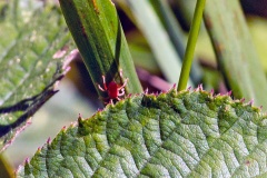 concrete mite [Balaustium sp.]