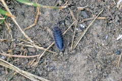 Common Rough Woodlouse [Porcellio scaber]