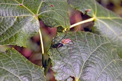 Red Harvestman [Opilio canestrinii]