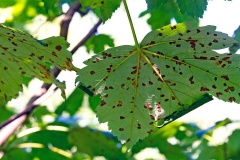 Sycamore Felt Gall Mite [Aceria pseudoplatani]