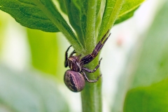 Common Crab Spider [Xysticus cristatus]