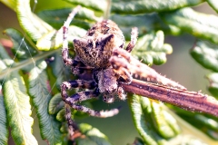 Angular Orbweaver [Araneus angulatus]