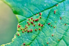 Sycamore Gall Mite [Aceria cephalonea]
