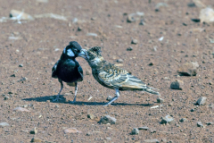 STENOSTIRIDAE, PARIDAE, REMIZIDAE & ALAUDIDAE