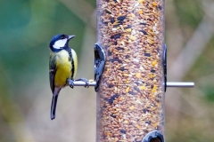 Great Tit [Parus major newtoni]