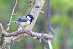 Great Tit [Parus major newtoni]