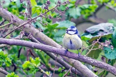 Eurasian Blue Tit [Cyanistes caeruleus obscurus]