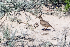 Crested Lark [Galerida cristata pallida]
