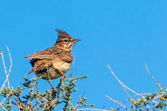 Thekla's Lark [Galerida theklae theklae]