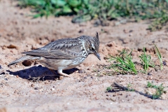 Thekla's Lark [Galerida theklae theklae]
