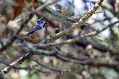 Crested Tit [Lophophanes cristatus weigoldi]