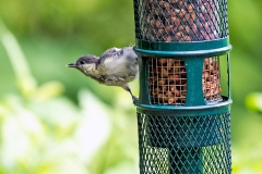 Coal Tit [Periparus ater britannicus]