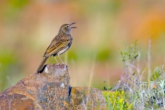 Karoo Long-billed Lark [Certhilauda subcoronata gilli]