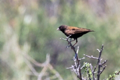Black-eared Sparrow-Lark [Eremopterix australis]