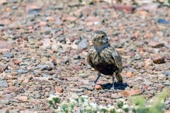 Grey-backed Sparrow-Lark [Eremopterix verticalis verticalis]