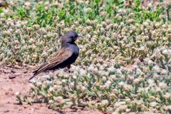 Black-eared Sparrow-Lark [Eremopterix australis]