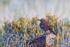 Karoo Long-billed Lark [Certhilauda subcoronata gilli]