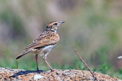 Rufous-naped Lark [Corypha africana transvaalensis]