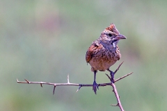 Rufous-naped Lark [Corypha africana transvaalensis]