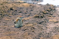 Red-capped Lark [Calandrella cinerea cinerea]